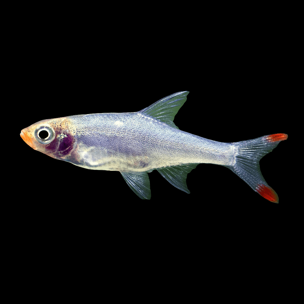 A Rummynose Rasbora - Sawbwa Resplendens, showcasing a small silvery body with translucent fins and red-tipped tails, swims against a black background. Its prominent eye stands out, complementing its slightly iridescent appearance.