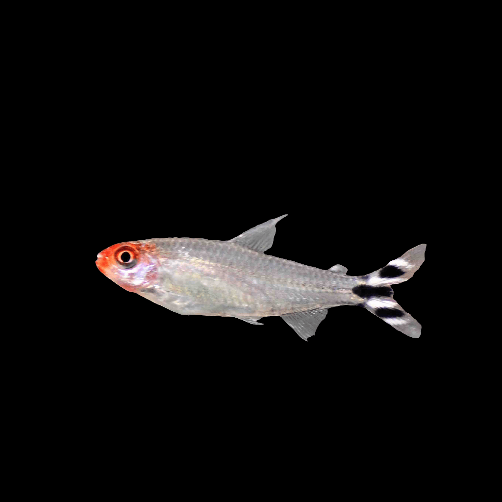 A Rummynose Tetra (Petitella Rhodostoma) with a translucent body, bright red head, and distinctive black-and-white striped tail fins, swimming against a plain black background.