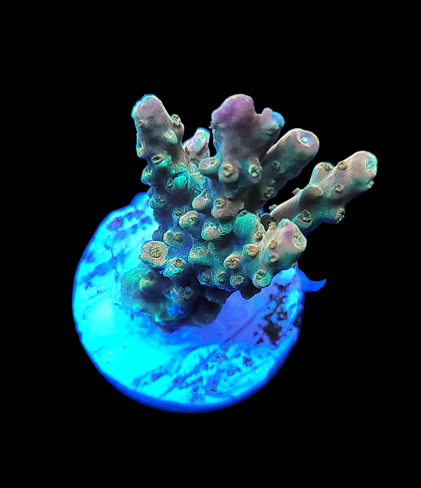 The SO Flamethrower Acropora - WYSIWYG features a fluorescent coral in blue and green hues against a dark backdrop, with a branched, bumpy texture reminiscent of a small tree or bush.