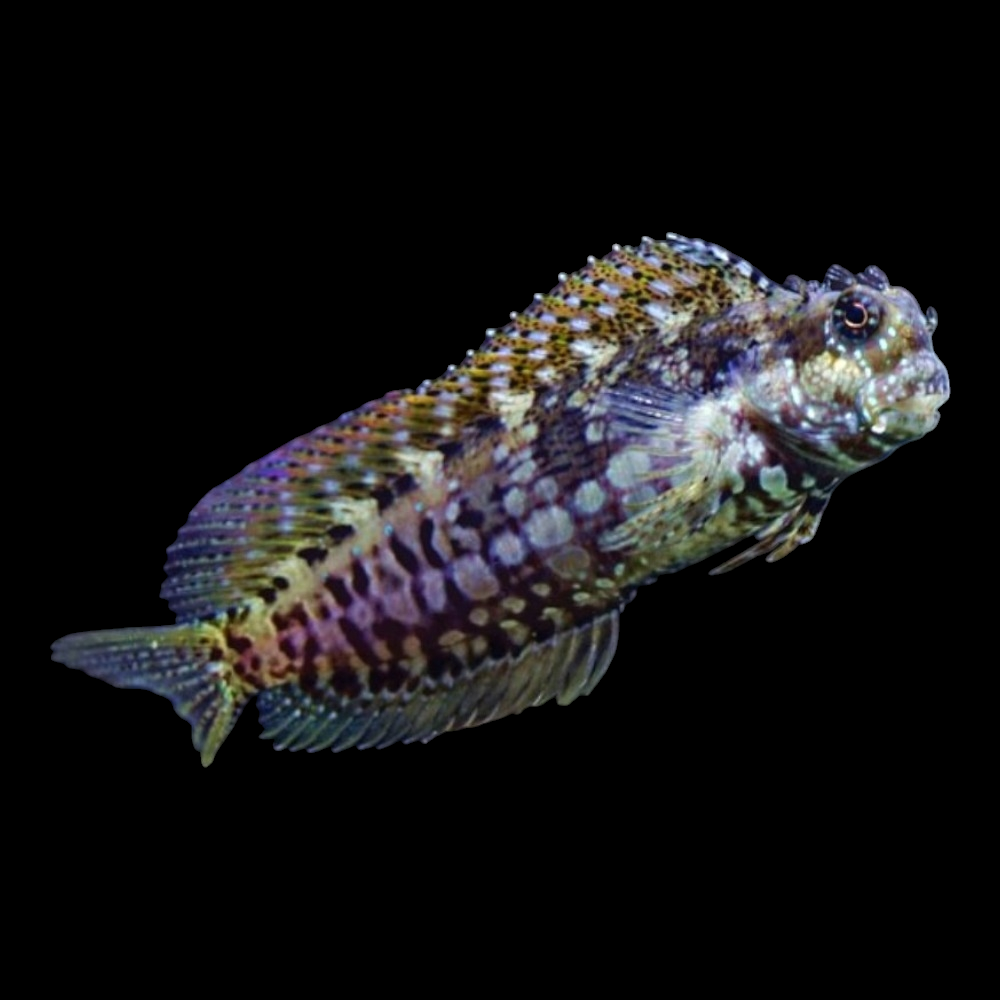 Sailfin Algae Blenny (Salarias fasciatus) - Live Marine Algae Eating ...