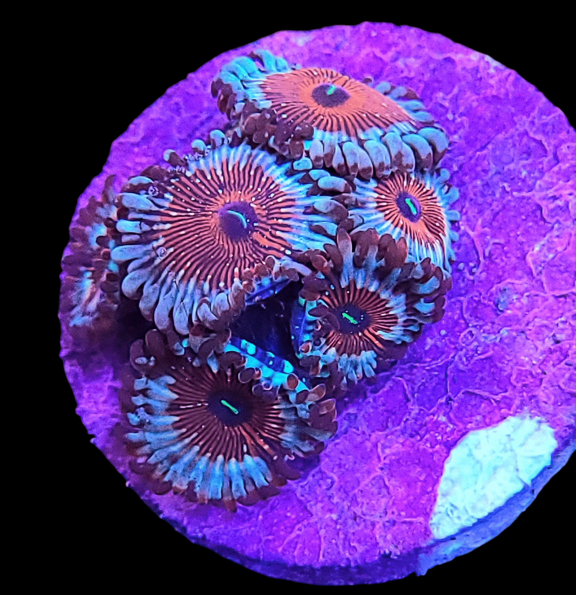 A close-up captures the Salted Agave Zoanthids' vibrant polyps featuring blue and orange patterns, beautifully set against a bright purple rock. The intricate details and striking colors stand out against the dark background.