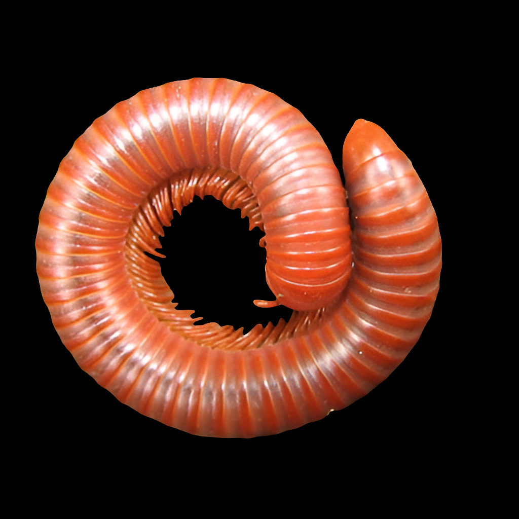 A close-up of the Scarlet Millipede (Trigoniulus corallinus) coiled against a black background, highlighting its segmented body and shiny surface.