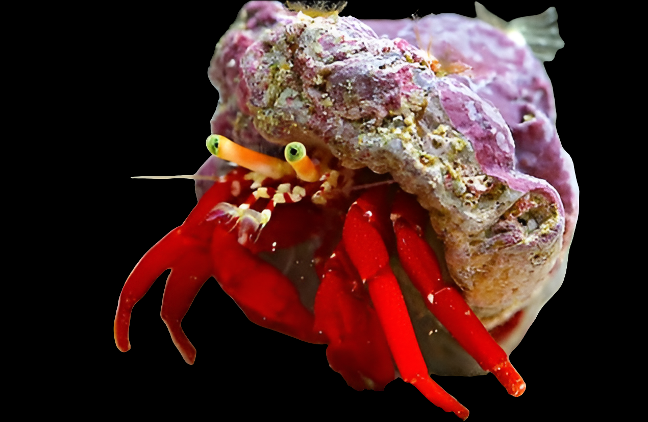 A Scarlet Reef Hermit Crab (Paguristes cadenati) with bright red claws is partially emerging from a shell covered in pink and purple barnacles, set against a black background.