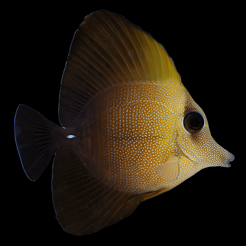 The Scopus Tang, known scientifically as Zebrasoma scopas, is a vibrant member of the Acanthuridae family with a disk-shaped body. It showcases a striking yellow hue near the head that transitions seamlessly into a deeper brown towards the tail. The body is beautifully decorated with white speckled dots. This species is ideally suited for reef environments and flourishes in aquariums with a minimum size of 125 gallons.