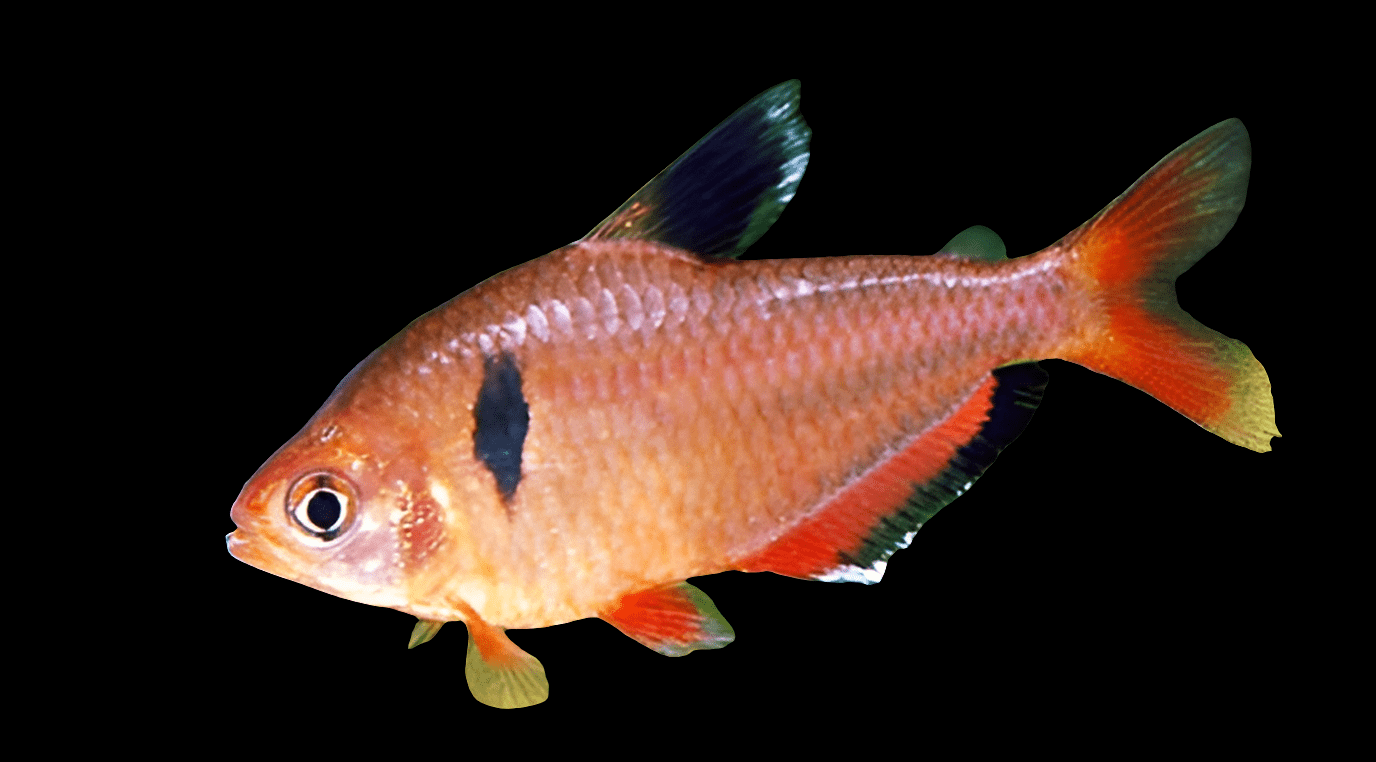 A Serpai Tetra, scientifically known as Hyphessobrycon Eques, is a small and colorful fish featuring a vibrant orange body, with a distinctive black spot near its gills. Its translucent fins are elegantly tinted with orange and black against a black background.