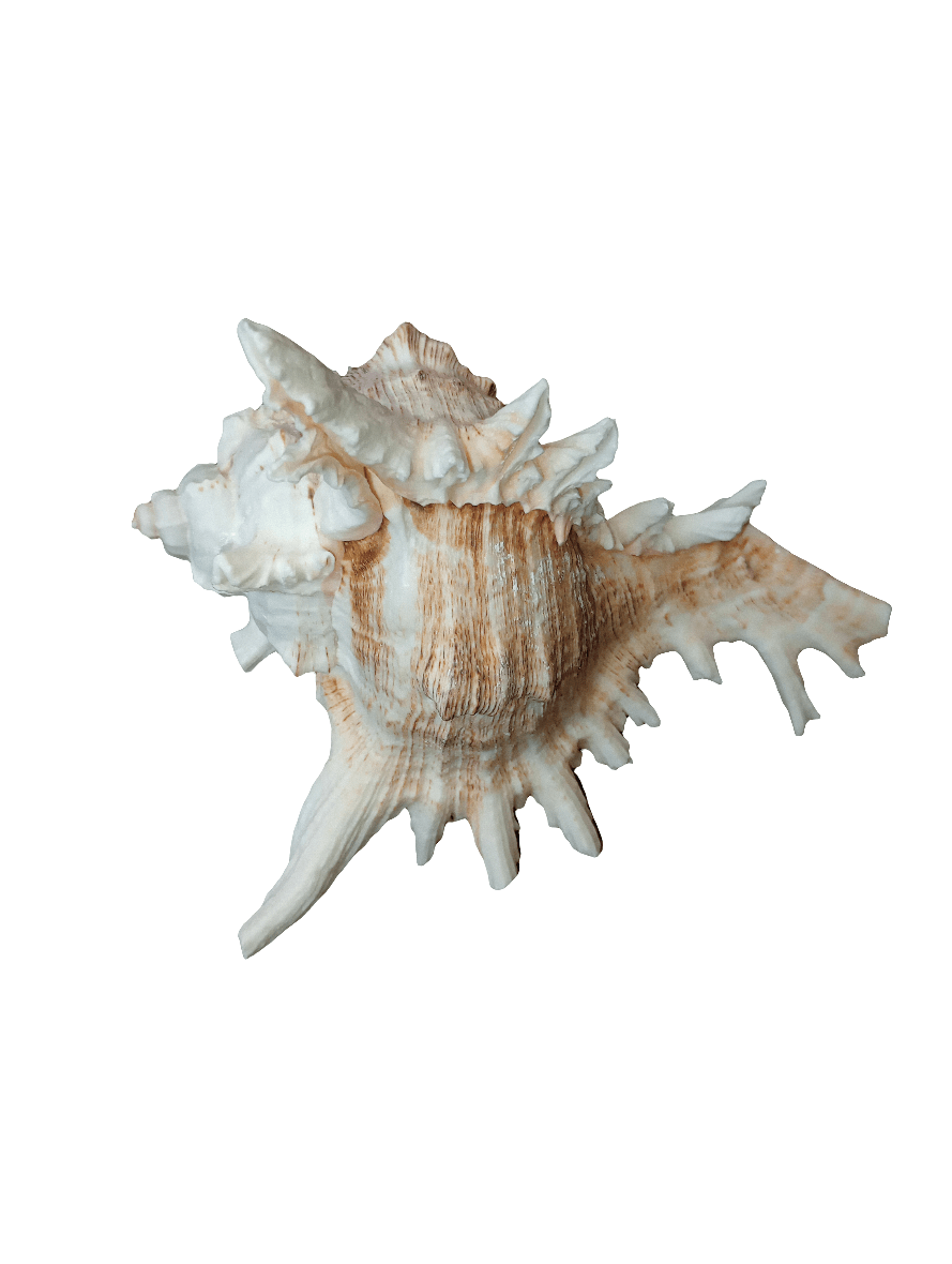 A 6-inch Murex Ramosus shell featuring beige and white hues, set against a plain white background.