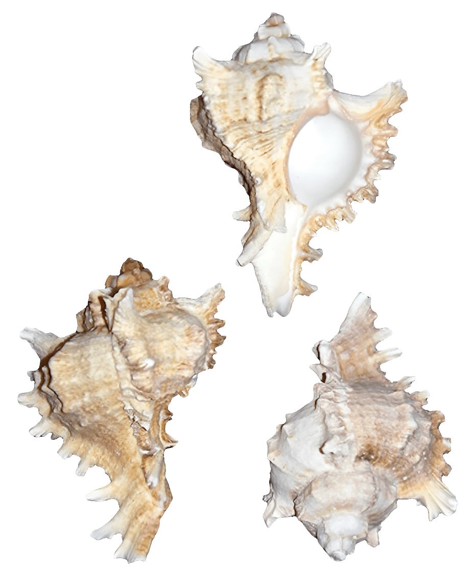 Three small Shell - Murex Ramosus specimens, with spiky, ridged surfaces in beige and white tones, are showcased against a white backdrop. Each shell is presented from a distinct angle to emphasize their unique textures and intricate details.