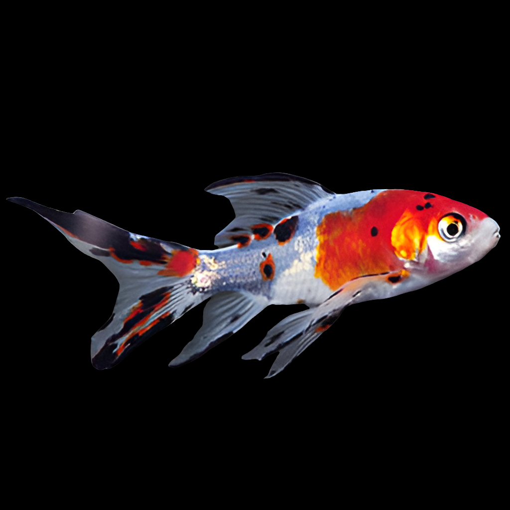 Vibrant Shubunkin fish with flowing fins and a blend of white, red, black, and orange markings, swimming against a solid black background.