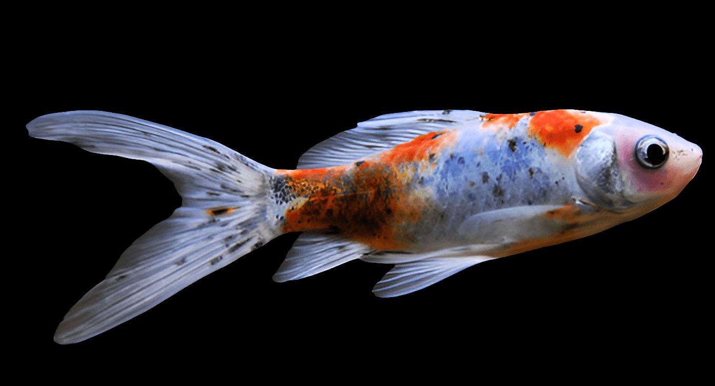 A vibrant Shubunkin goldfish with elegant, flowing fins moves gracefully against a dark backdrop. Its scales and fins showcase a blend of orange, white, blue, and black hues.