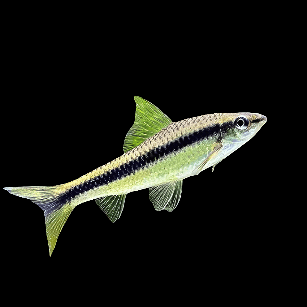 Depiction of a Siamese Algae Eater (Crossocheilus Oblongus) showcasing its streamlined, elongated form with a notable black stripe extending from head to tail. Its fins and scales exhibit a light greenish-yellow hue against a solid black background, accentuating the fish's vivid colors.