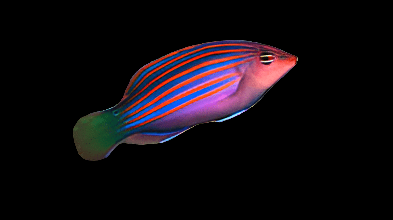 A Six Line Wrasse - Pseudocheilinus Hexataenia with vibrant orange and blue stripes swims against a black background, showcasing a mix of purple and green hues across its body.