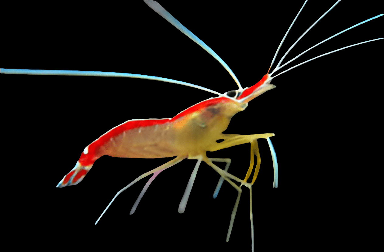 An eye-catching Skunk Cleaner Shrimp - Lysmata amboinensis, featuring its vibrant red and white striped body along with long, slender antennae, stands out against a dark background. Ideal for any aquarium setup, this shrimp serves as an efficient cleaner shrimp.