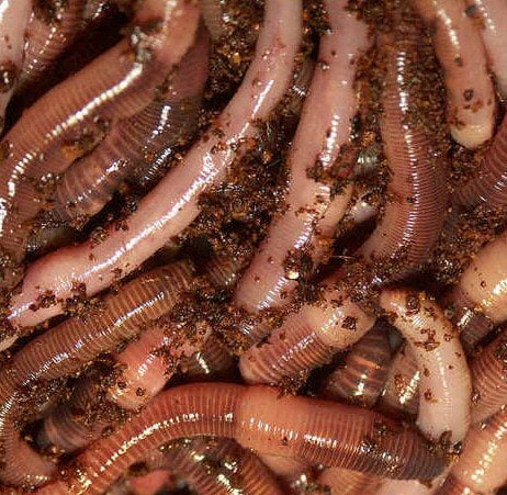 A close-up image of Snake River Bait - Night Crawlers clustered together in moist soil, displaying various shades of pink and brown with visible segments on their bodies.