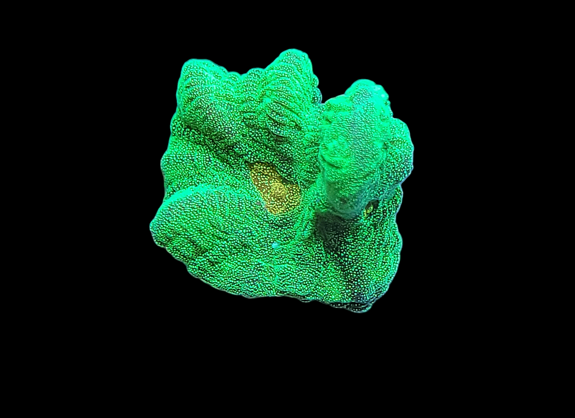 The Space Invader Pectinia features a vibrant green, coral-like structure set against a black background, highlighted by intricate wavy patterns and clusters resembling small beads or bubbles across its textured surface.