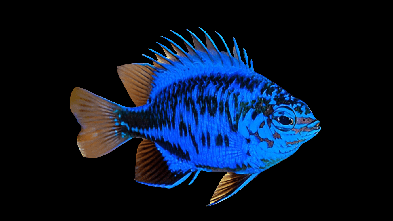 A lively Springeri Damsel - Chrysiptera Springeri, identifiable by its spiky fins, swims against a black background, highlighting its distinctive blue and orange pattern characteristic of the Indo Pacific.