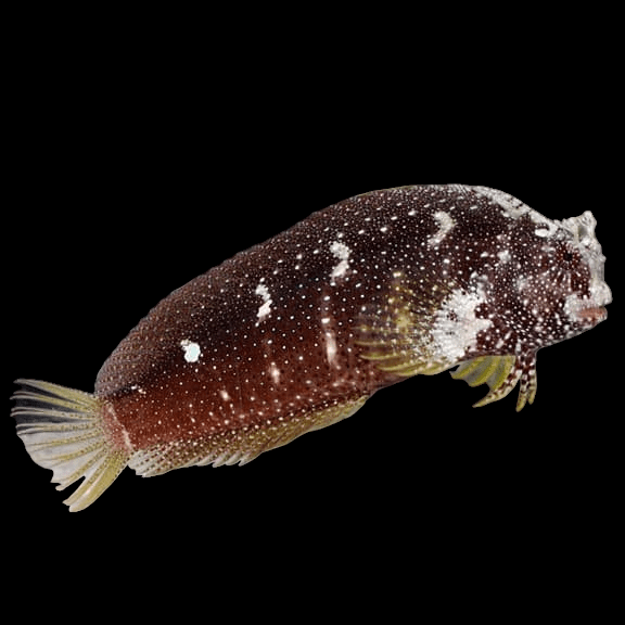 The Starry Blenny - Salarias Ramosus, displaying its brown and white speckled pattern with a rounded body and translucent fins, swims elegantly against a black background.