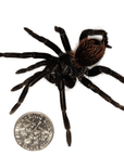 A Steely Blue Leg Birdeater Tarantula (Pamphobeteus antinous), with its black and brown hues, is displayed next to a quarter for scale on a white background.