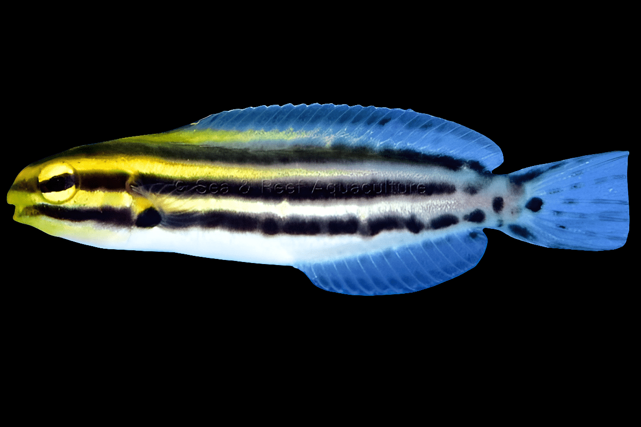 A dynamic Meiacanthus grammistes, known as the Striped Blenny, featuring striking blue fins, yellow and black stripes along its body, and a spotted tail, shown against a plain black background. Ideal for any reef tank setup.