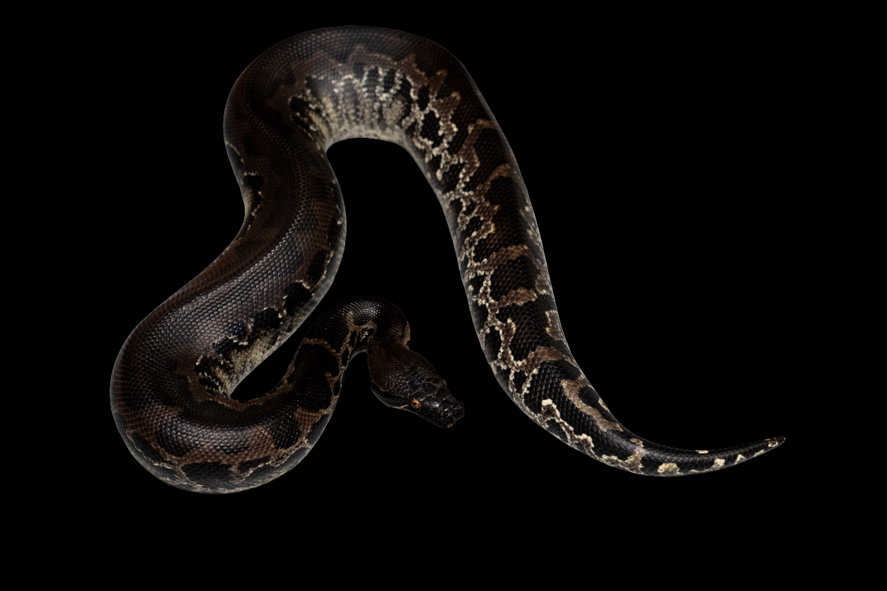 The Sumatran Short-Tailed Python (Python curtus, Sub-adult 1.0) is depicted on a black background with a glossy, dark-scaled body and intricate lighter patterns as its head faces forward, highlighting its scale texture and detail.