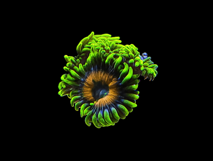 A close-up of the Super Saiyan Zoanthids against a black background showcases its vibrant green hues complemented by a deep blue and orange center, resembling a flower with tentacle-like extensions.