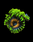 A close-up of the Super Saiyan Zoanthids against a black background showcases its vibrant green hues complemented by a deep blue and orange center, resembling a flower with tentacle-like extensions.