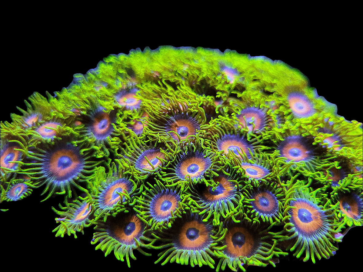 Close-up of Super Saiyan Zoanthids, featuring vibrant neon green tentacles and purple centers against a black backdrop, accentuating the intricate patterns and vivid colors of underwater life.