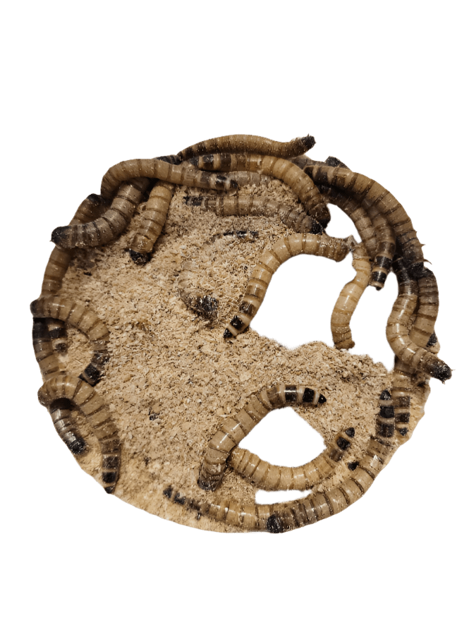 A batch of Super Worms 50 Count in brown and black stripes is crawling on a circular piece of cardboard, surrounded by finely textured sandy material, with the worms differing in size and dispersed across the surface.