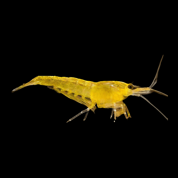 A vibrant Super Yellow Shrimp - Neocaridina davidi, showcasing its detailed antennae and legs, shines brilliantly against a dark backdrop, highlighting the charm of the aquarium hobby.