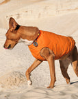 Sustainable Eco-Friendly Dog Jacket / Vest - Made in Ukraine