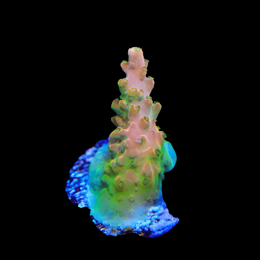 Product: TGC Creamsicle Acropora - This coral specimen showcases a pink and green branching structure set against a black background. It features multi-tiered protrusions with a vibrant base that transitions from blue to teal.