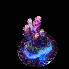 Experience a detailed view of the TSA Fruity Pebbles Acropora, characterized by its vibrant, multicolored coral structure growing on a circular base. It showcases stunning purple and pink tones with contrasting green tips, beautifully set against a solid black background.