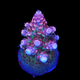 Close-up of a TSA Princess Peach Acropora under fluorescent lighting, resembling a small, cone-shaped Christmas tree. It features bright pink and purple hues with glowing tips against a dark background.