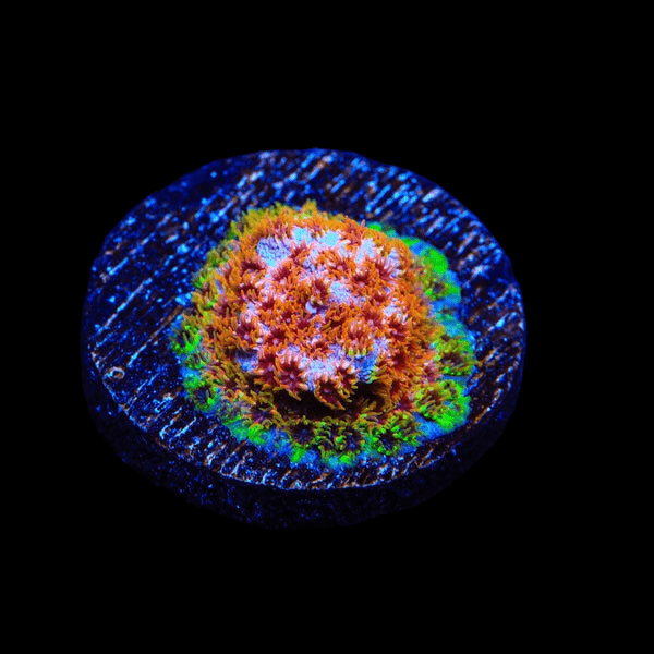 A close-up of the TSA Skittles Bomb Cyphastrea coral frag on a dark background, showcasing vibrant shades of orange, pink, green, and blue that resemble a flower blooming atop a textured circular base.