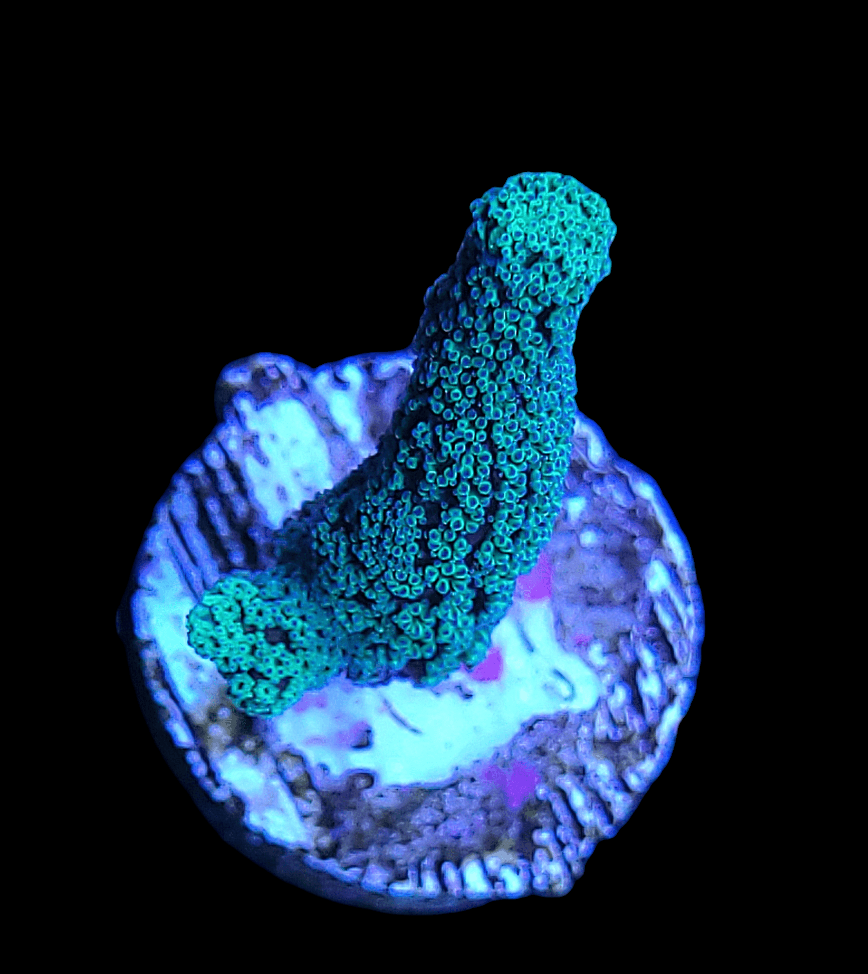 The TSA Sour Apple Birdnest is showcased against a solid black background, presented as a vibrant blue coral fragment on a small, disc-shaped base. Its textured, cylindrical form gently curves.