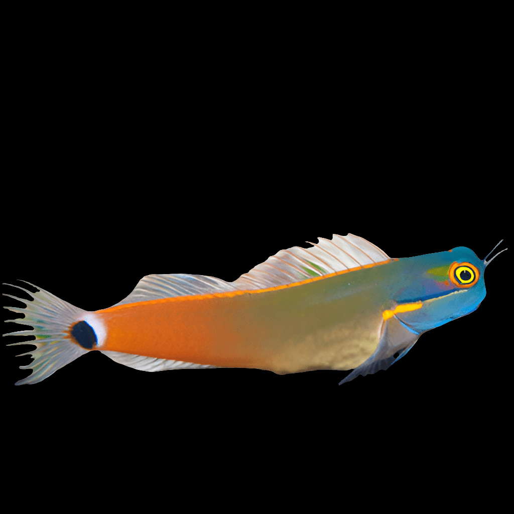 A Tailspot Blenny (Ecsenius Stigmatura) features a striking turquoise head, a bright orange body, and a distinctive black and white spot on its tail fin, all set against a plain black background.