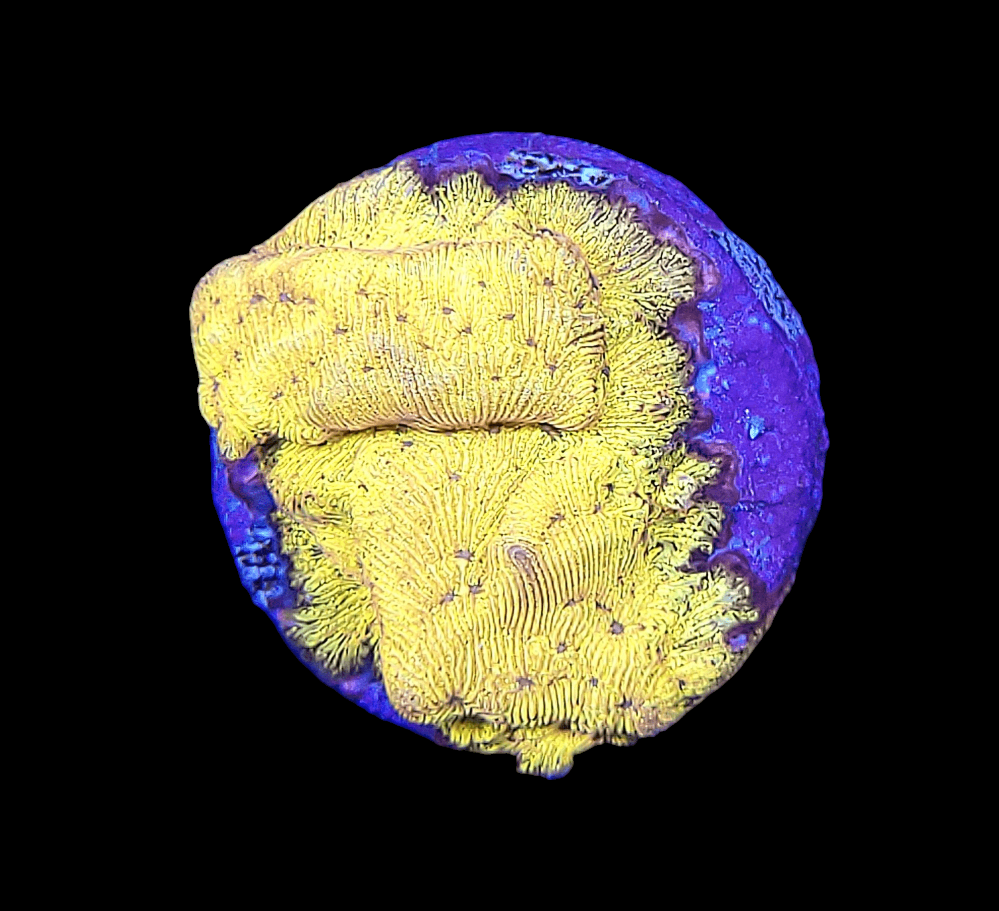 Close-up of the Tangerine Juice Leptoseris, showcasing its round, bright yellow and purple coral on a black background. The intricate, textured patterns resemble a vibrant underwater plant or organism.