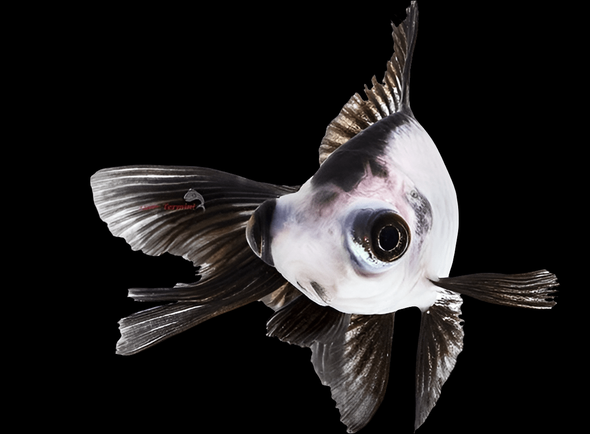 A Telescope Panda Goldfish with flowing fins is depicted against a plain white background, showcasing its distinctive white face and black-tipped fins.