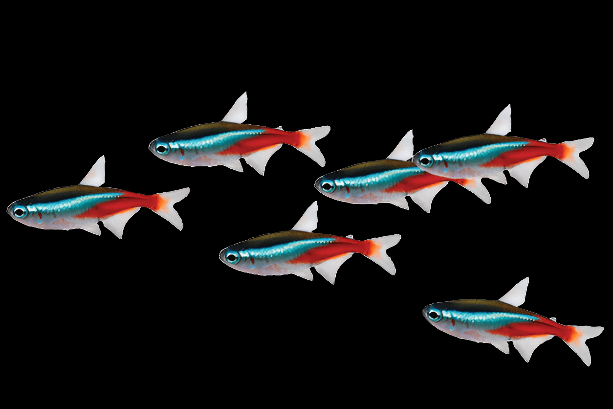 Six vibrant Teon Tetra, known scientifically as Paracheirodon innesi, display their resplendent blue and red stripes as they elegantly glide against a black background, exemplifying the beauty of shoaling species in the world of aquarium fish.