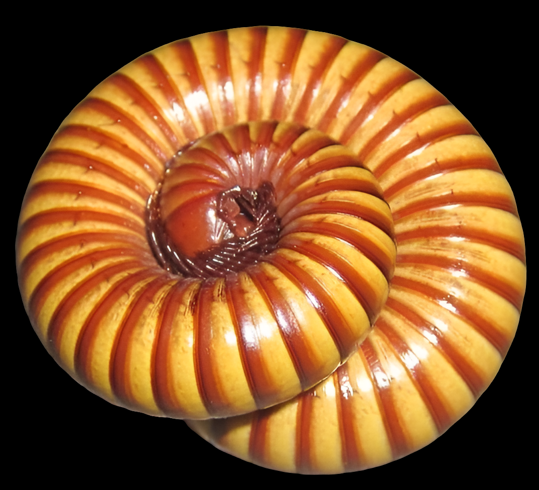 Close-up of a Texas Giant Gold Millipede, Orthoporus ornatus, with vibrant orange and yellow striped segments, showcasing its detailed exoskeleton. The millipede’s body forms a tight spiral, highlighting its natural defense mechanism—a fascinating trait for nonvenomous handlers to admire.