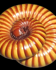 Close-up of a Texas Giant Gold Millipede, Orthoporus ornatus, with vibrant orange and yellow striped segments, showcasing its detailed exoskeleton. The millipede’s body forms a tight spiral, highlighting its natural defense mechanism—a fascinating trait for nonvenomous handlers to admire.