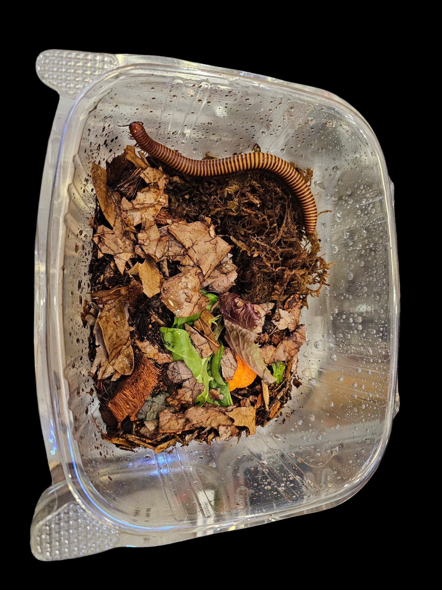 A Texas Giant Gold Millipede (Orthoporus ornatus) in a clear plastic container filled with dirt, leaves, and small pieces of vegetable matter. The container is viewed from above, showcasing this popular millipede pet coiled along the side.