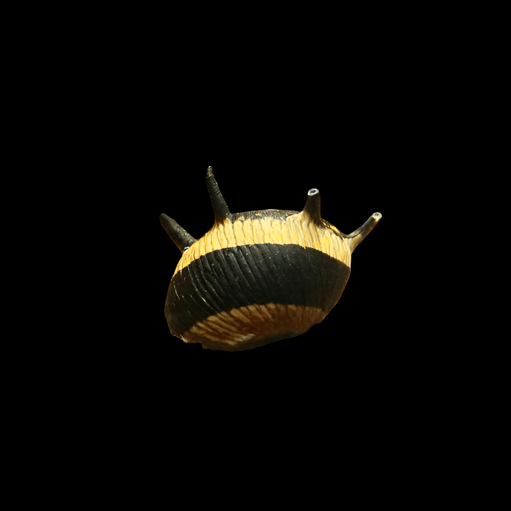 A close-up of a Thorny Sunshine Snail, featuring its yellow and black striped shell and elongated tentacles, set against a solid black background.