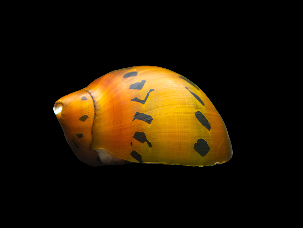 Close-up of a vibrant, glossy Tiger Nerite Snail shell with irregular black spots for algae cleaning. Set against a solid black backdrop, it shows a polished, smooth surface ideal for freshwater aquarium enthusiasts.