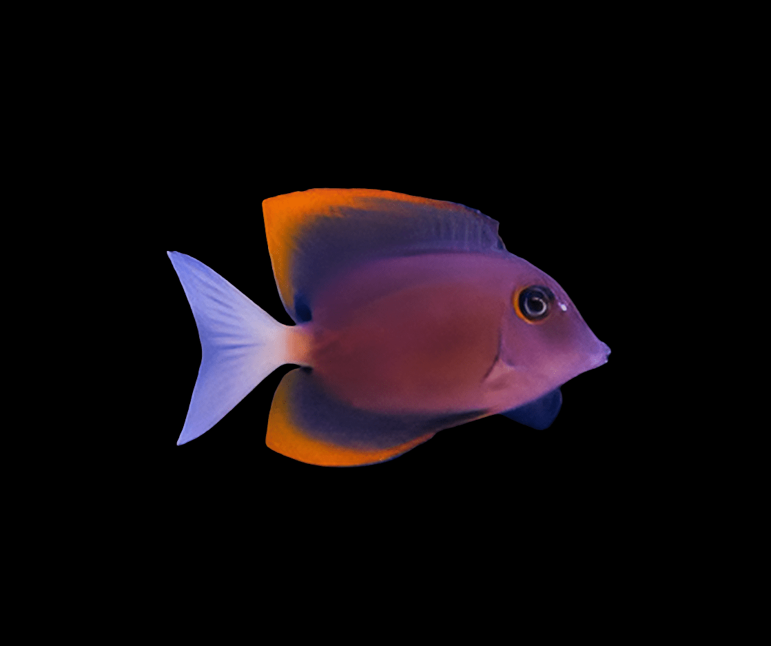 The Tomini Tang - Ctenochaetus tominiensis, a vibrant fish with a purple body, orange-tipped fins, and a white tail, glides gracefully against a black background. This semi-aggressive, reef-compatible herbivore adds a stunning splash of color to any underwater scene.