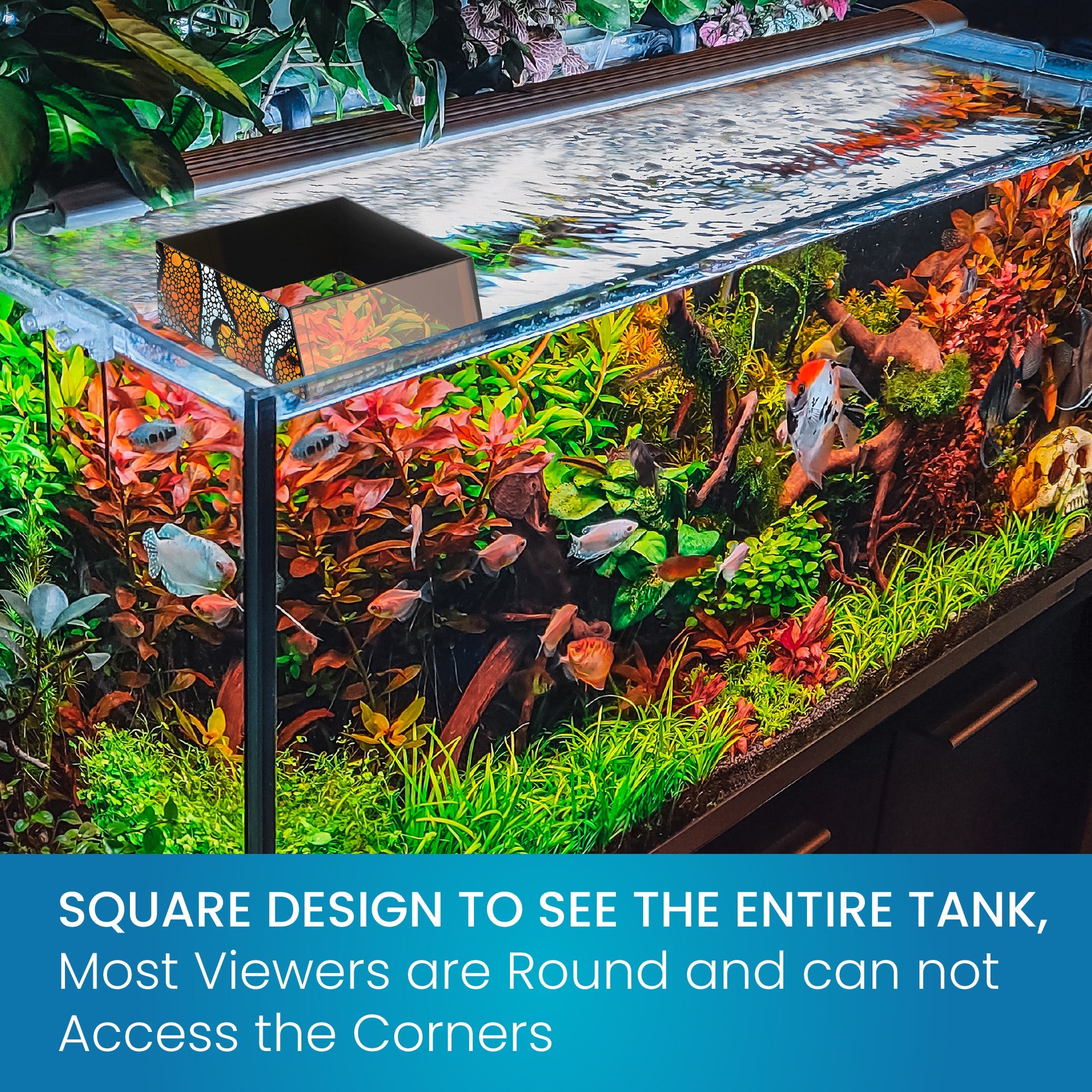 Top Down Viewer Clownfish - 8&quot; panel