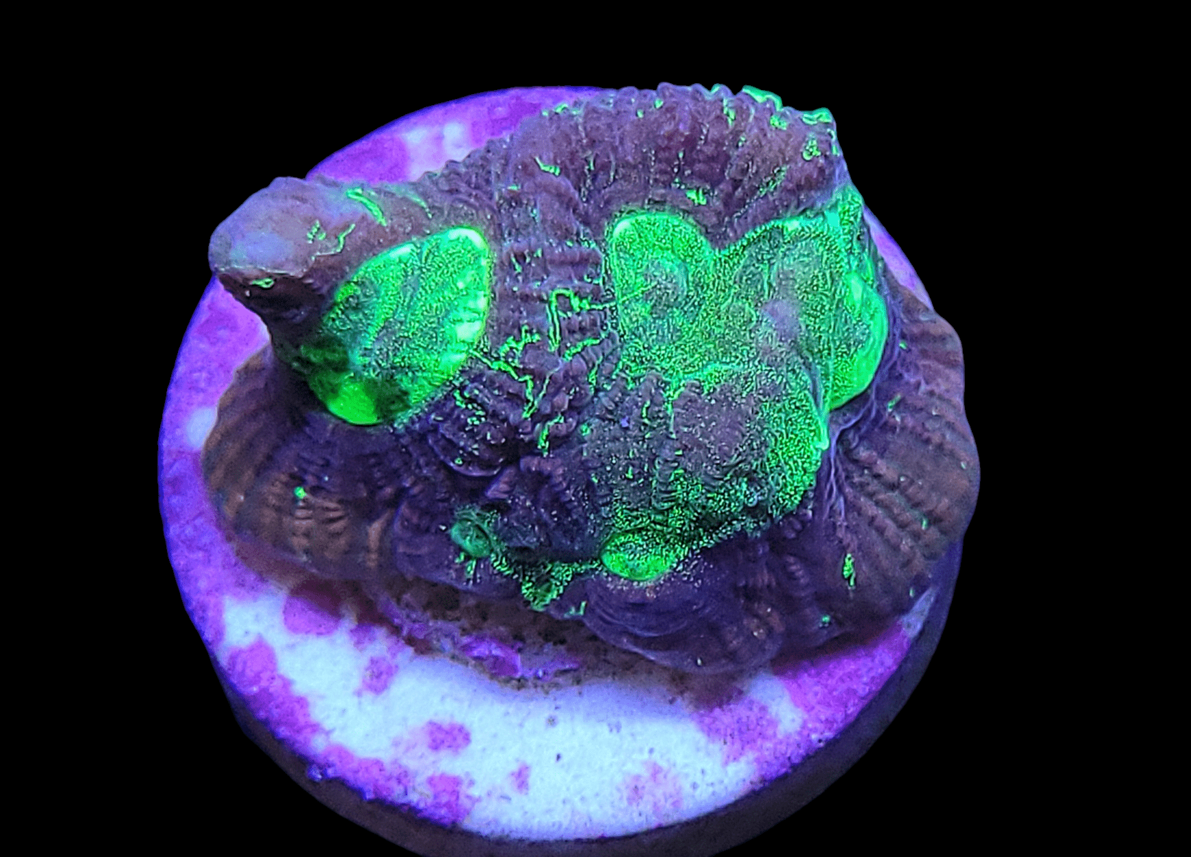 The Toxic Green Goneostrea features a vivid green fluorescent glow atop a purple and white base, with its intricate textures beautifully illuminated under dark lighting.