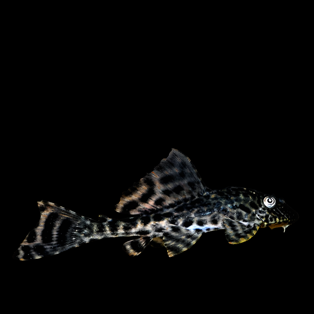 A solitary Trinidad Plecostomus (Hypostomus punctatus) with a spotted pattern swims against a black background, showcasing its prominent fins and distinct tail.