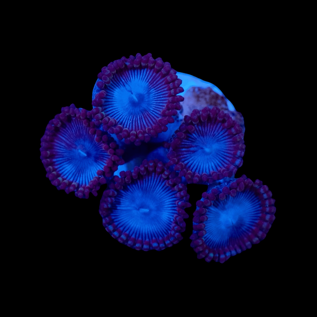 A collection of five Tubs Blue Zoanthids featuring vibrant blue hues with pink edges on a black background, resembling small flowers with radial patterns at their centers.