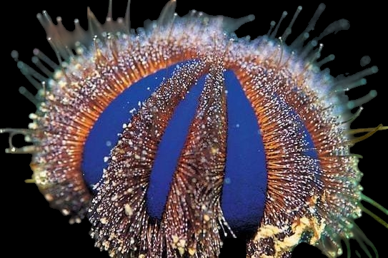 The Tuxedo Pincushion Urchin (Mespilia globulus) is shown in a close-up image displaying vibrant blue and orange hues. Its spiky surface, compatible with reef environments, features intricate bristly spines and small white dots against a dark background.