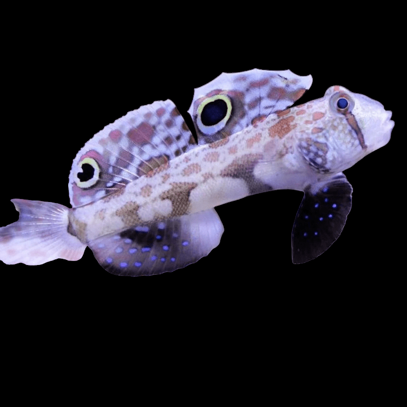 A Two Spot Goby - Signigobius Biocellatus, with its vibrant fins adorned with blue spots and eye-like markings, swims gracefully in a dark backdrop. As a carnivorous species from the Gobiidae family, it features a distinct appearance and is known for being reef compatible.